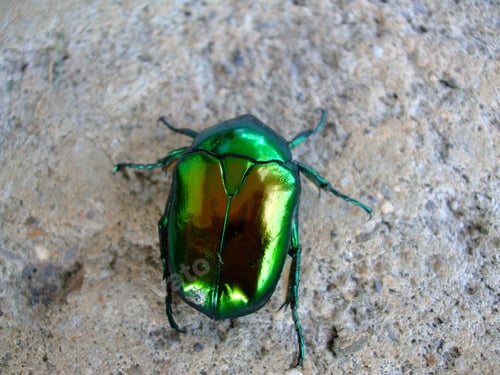 Preview: A Closeup Shot Of A Green Beetle On The Ground