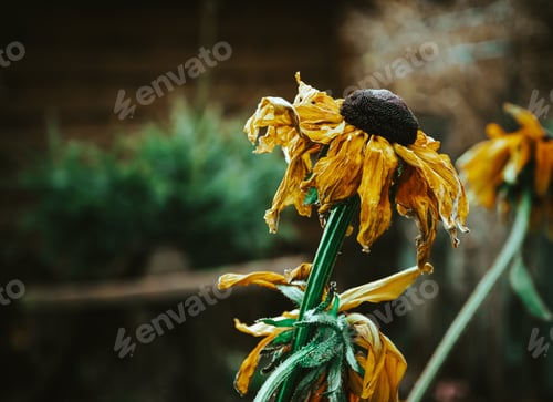 Preview: A Closeup Selective Focus Shot Of Withered Sunflowers With Greenery On The Background