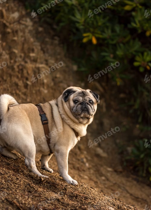 Preview: A Vertical Shot Of A Cute Pug In A Park