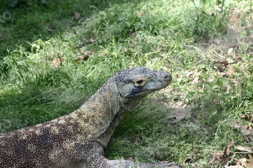 Preview: A Closeup Of A Komodo Dragon Surrounded By Greenery Under The Sunlight