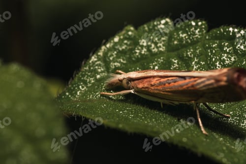 Preview: A Closeup Shot Of Isophrictis Striatella On The Tree Leaf
