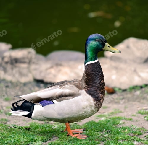 Preview: A Closeup Shot Of A Beautiful Mallard Duck Next To A Lake