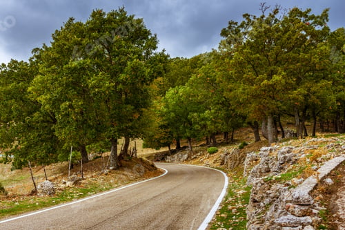 Preview: A Road Leading Through The Forest Under Blue Sky