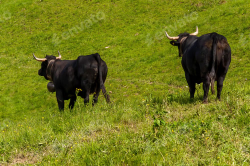 Preview: A Beautiful Shot Of The Swiss Cows Captured In Col De La Croix In The Swiss Alps