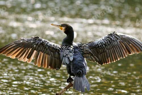 Preview: A Double Crested Cormorant With Open Wings Near The Lake On A Blurred Background
