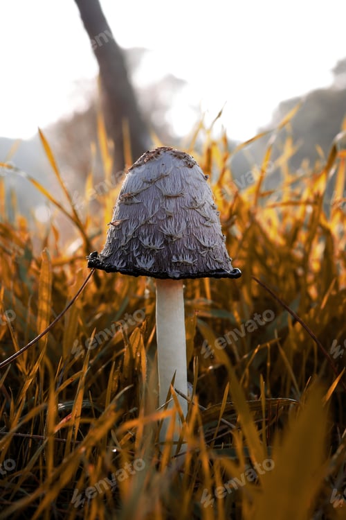 Preview: A Closeup Shot Of A Mushroom In The Fiel