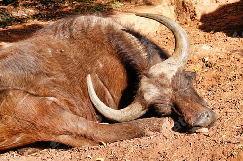 Preview: A Big Brown Asiatic Buffalo Lying And Resting In Its Natural Habitat