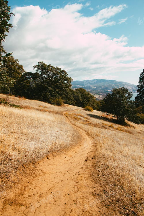 Preview: A Vertical Shot Of A Path To Mountain Forest