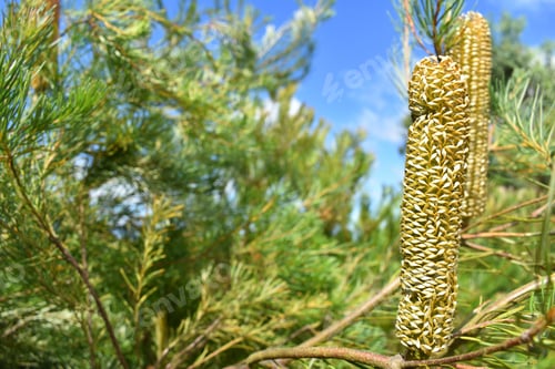Preview: A Closeup Of A Banksia Plant