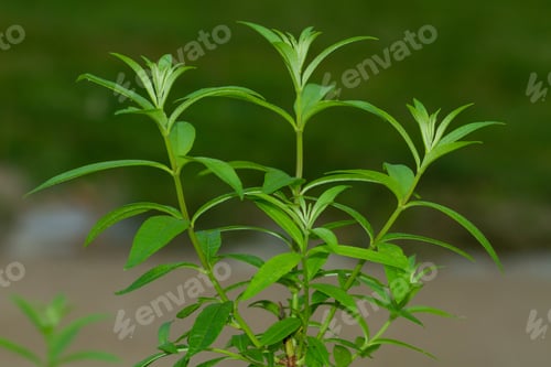 Preview: A Closeup Shot Of A Medicinal And Aromatic Plant Aloysia Citrodora