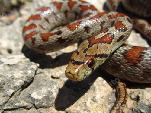 Preview: A Closeup Shot Of A European Rat Snake Crawling On A Rock