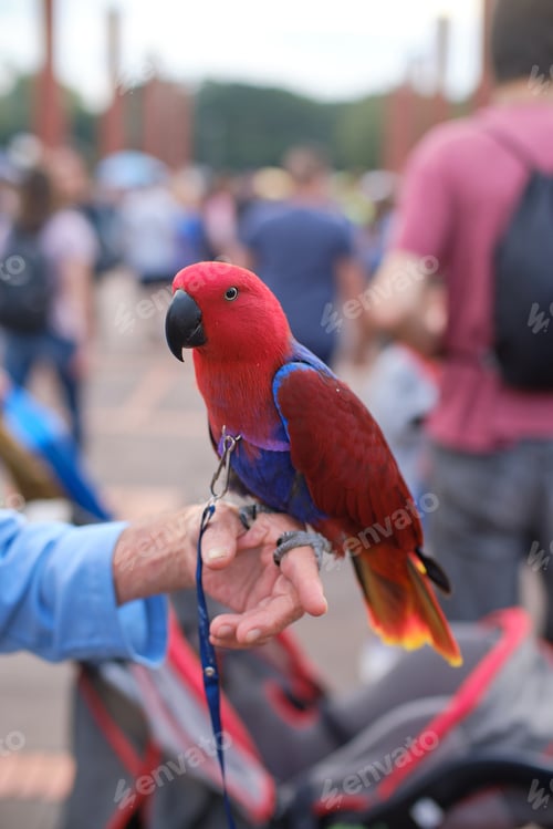 Preview: A Closeup Shot Of A Cute Exotic Macaw Parrot Hanging Out In The Middle Of The City
