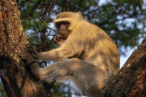 Preview: A Closeup Shot Of A Macaque On A Tree In South Africa