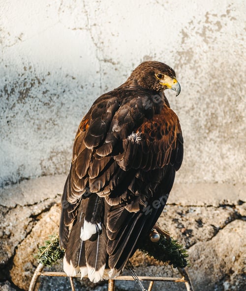 Preview: A Vertical Shot Of A Golden Eagle Perched On The Green Branch