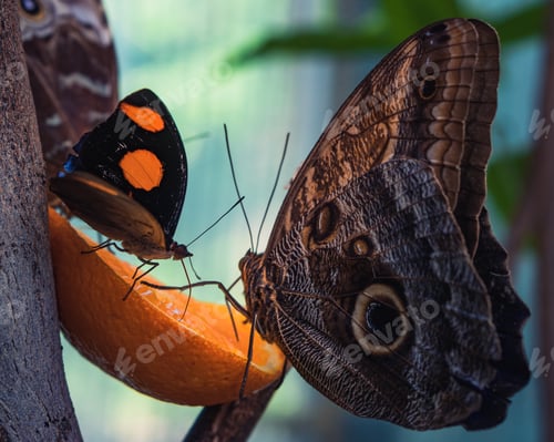 Preview: A Closeup Shot Of Beautiful Butterflies Eating Orange Slice