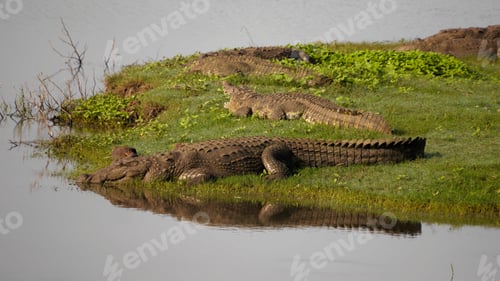 Preview: A Sunny Scenery Of Big Crocodiles Near A Reflective Pond