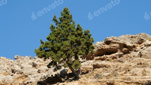 Preview: A Low Angle Shot Of A Rocky Hillside With A Tree