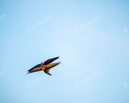Preview: A Beautiful View Of Scarlet Macaws Flying Together Near The Beach In The Maldives