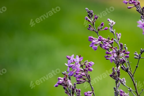 Preview: A Selective Focus Shot Of Small Purple Flowers On A Grass-Covered Field