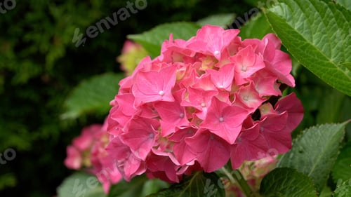 Preview: A Closeup Of Pink Penny Mac (Hydrangea Macrophylla) Flowers Summer