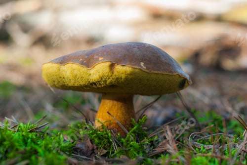 Preview: A Closeup Shot Of A Small Mushroom Growing On The Lawn