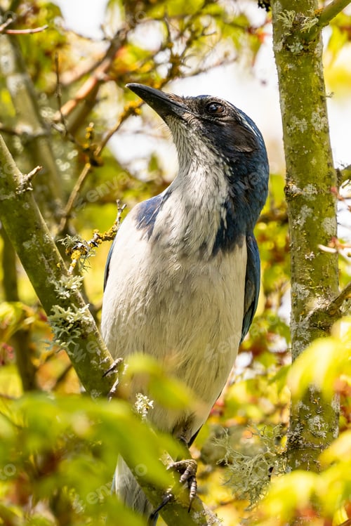 Preview: A Vertical Shot Of An Exotic Bird Standing On A Branch Surrounded By Leaves