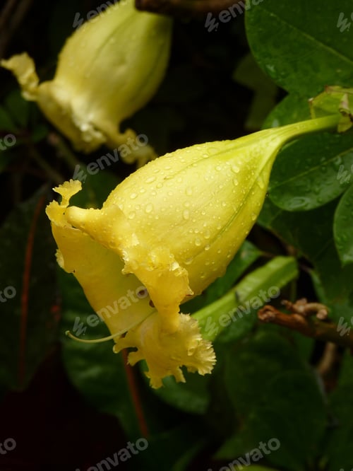 Preview: A Vertical Shot Of Blooming Butter Cup Flowers In The Garden