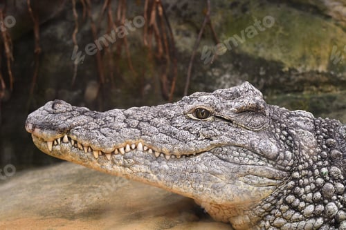 Preview: A Closeup Shot Of A Crocodile On A Blurred Background