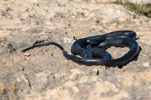 Preview: An Adult Black Western Whip Snake, Hierophis Viridiflavus, Curled Up And Basking In The Sun On A