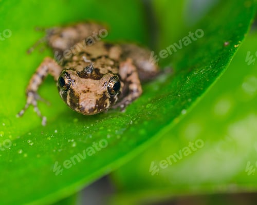 Vista previa: A Closeup Of A Brown Oak Toad Sitting On A Leaf Under Sunlight With A Blurry Background