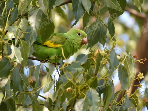 Preview: Brotogeris Chiriri, Yellow-Chevroned Parakeet, Perching In A Tree In The Wild In Buenos Aires City