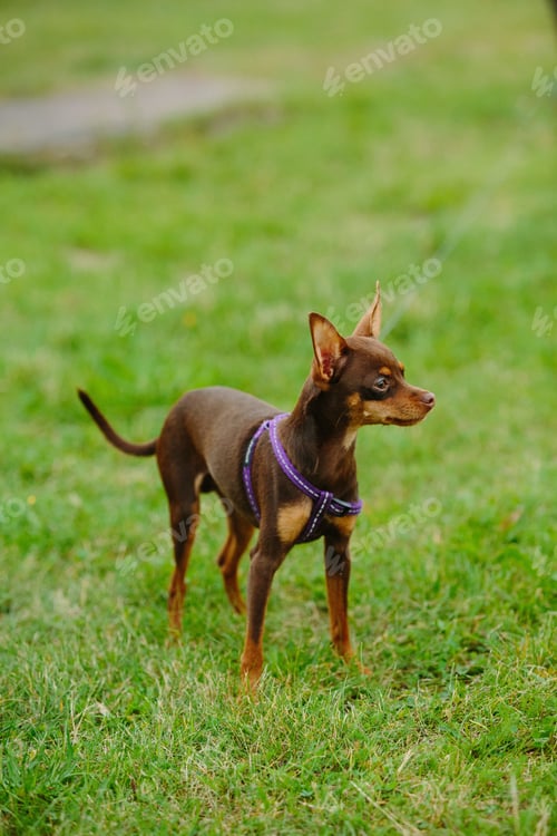 Preview: A Cute Prague Ratter Playing Outdoors At Daytime
