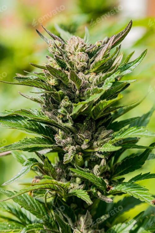 Preview: A Selective Focus Shot Of Green Cannabis Leaves On
