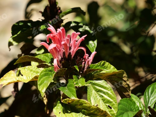 Preview: A Beautiful Closeup Of Pink Flowers Growing In The Field On A Sunny Day