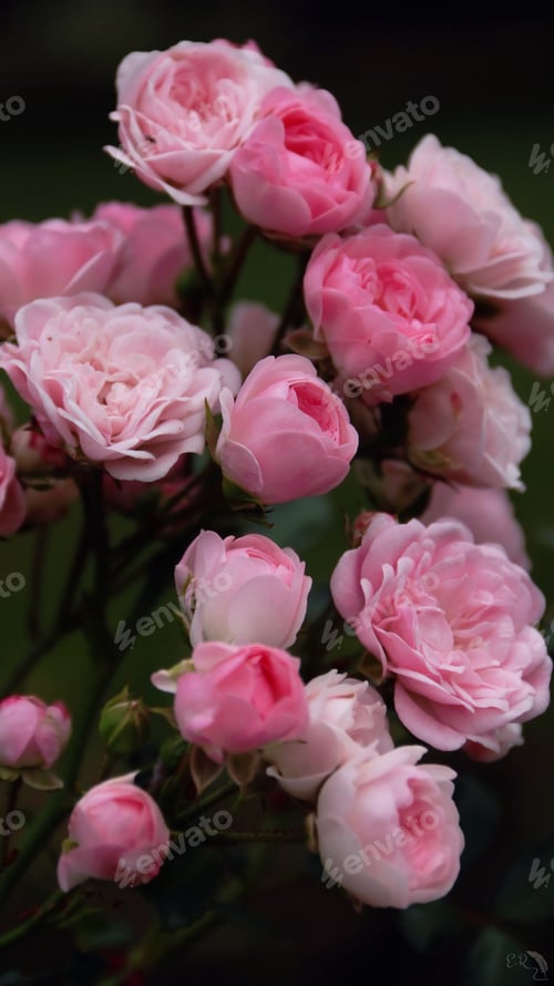Preview: Macro And Close-Ups Of The Beautiful Nature.