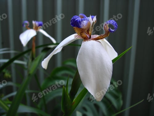Preview: A Closeup Shot Of Iris Flowers