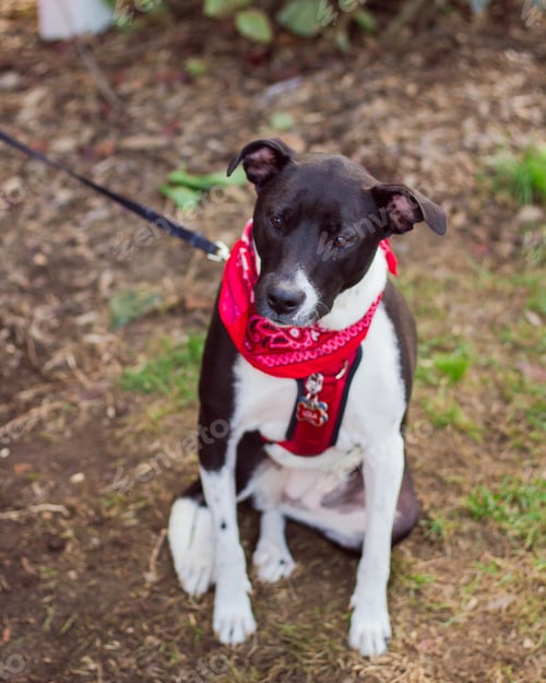 Preview: A High Angle Shot Of Cute Dog Sitting On The Ground With Blurred Background