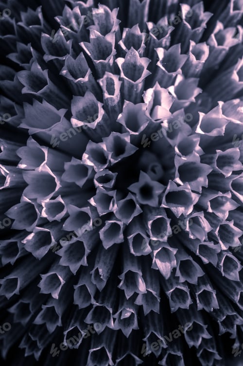 Preview: A Closeup Of An Exotic Flower