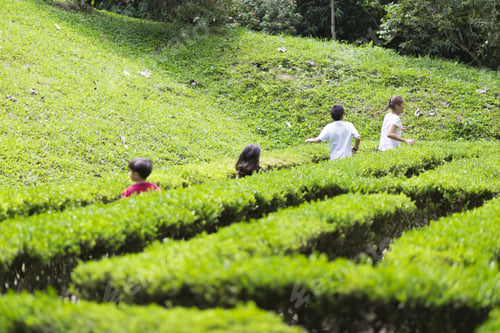 Preview: Happy Children Playing At Garden Labyrinth