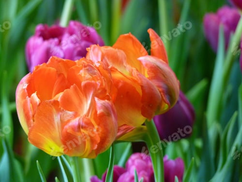 Preview: A Closeup Shot Of Beautiful Tulips In A Garden At Daytime