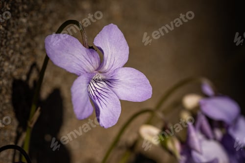 Preview: A Closeup Of A Violet Riviniana In A Field Under The Sunlight With A Blurry Background