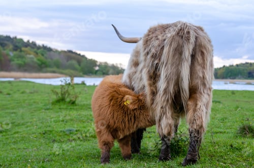 Preview: A Calf, Highland Cattle, Draws Milk From Its Mother. The Cows Walk On A Green Meadow And Can Graze
