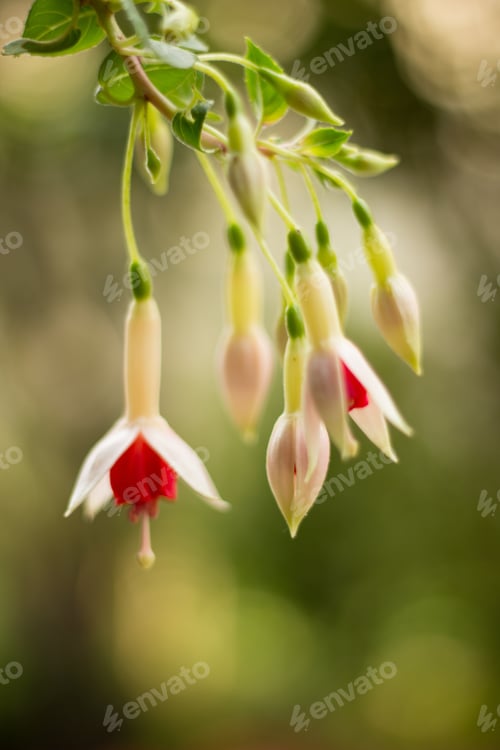 Preview: A Vertical Selective Focus Shot Of Blooming Red Flowers With Greenery On The Background