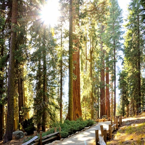 Preview: Sunbeams Through Giant Trees Of Sequoia National Park, California, Usa