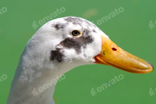Preview: A Closeup Of A Side Profile Of A Goose With A Long Beak Under Sunlight Against A Blurry Background