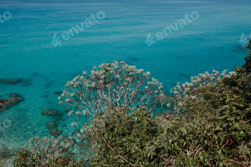 Preview: A Closeup Shot Of A Green Tropical Plant Near The Shore With Clear Turquoise Water