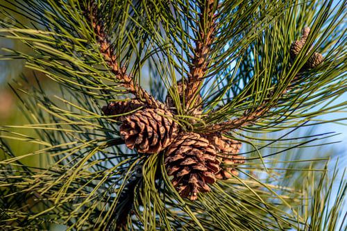 Preview: A Closeup Shot Of Pine Cones Hanging On The Tree