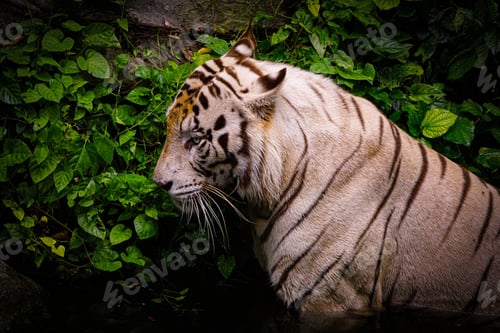 Preview: A Closeup Shot Of A Wild Bengal Tiger Next To Green Leaves Growing On A Rock