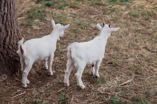 Preview: A High Angle Shot Of Goats On The Farm In The Daytime