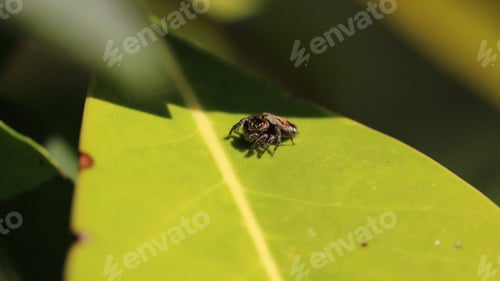 Preview: Little Jumping Spider On A Green Leaf.